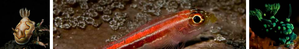 UnderwaterAsia Banner