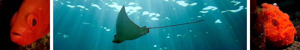 UnderwaterAsia Banner