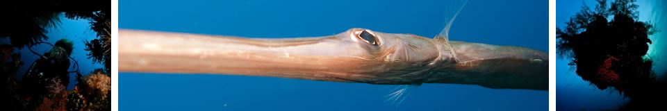 UnderwaterAsia Banner