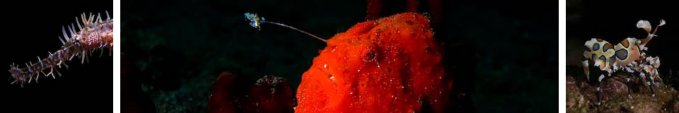 UnderwaterAsia Banner