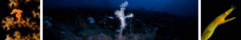 UnderwaterAsia Banner