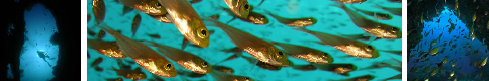 UnderwaterAsia Banner