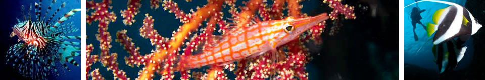 UnderwaterAsia Banner