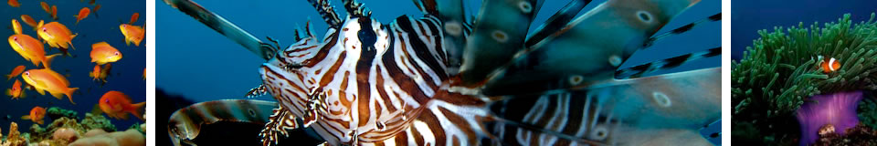 UnderwaterAsia Banner