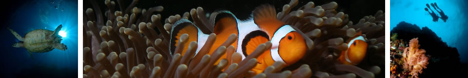 UnderwaterAsia Banner