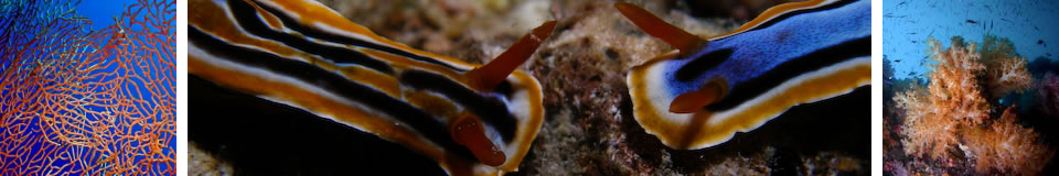 UnderwaterAsia Banner
