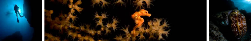 UnderwaterAsia Banner