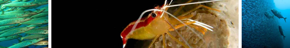 Welcome to UnderwaterAsia.info