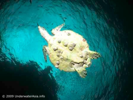 UnderwaterAsia Featured Photo
