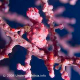 Pygmy Seahorse