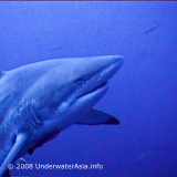 Sharks use maths to track down their prey