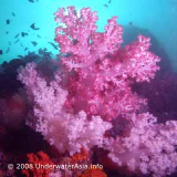 Healthy corals produce rain