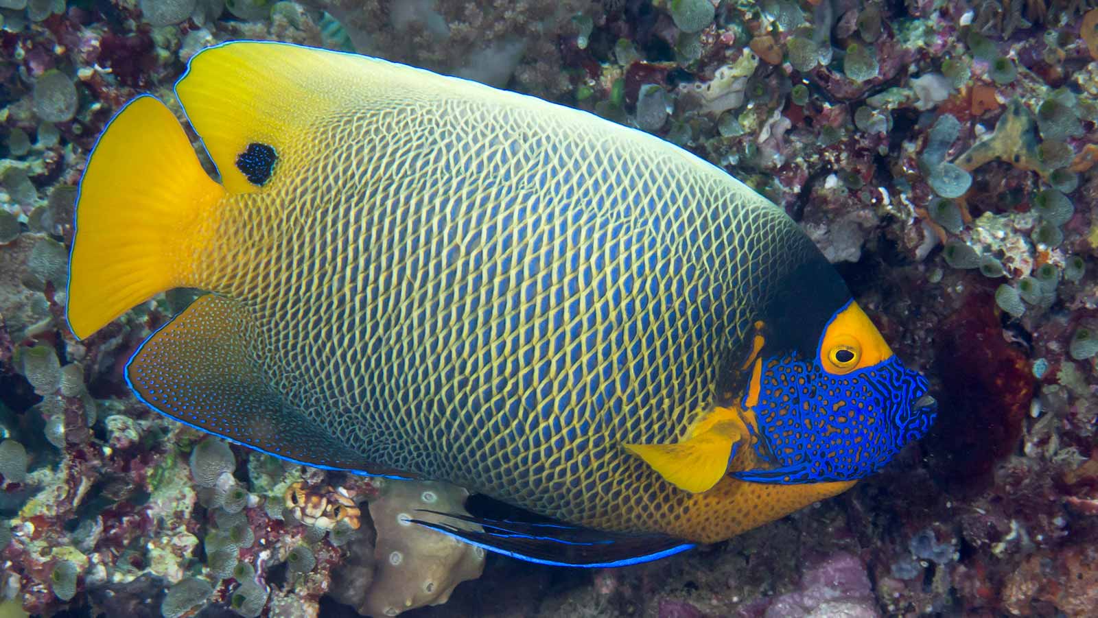 Blue Faced Angelfish