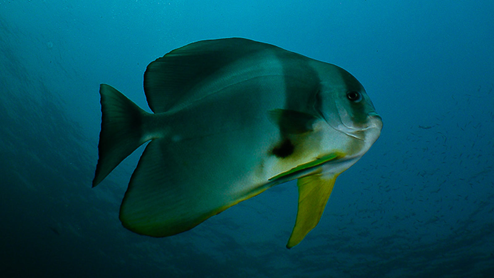 Tallfin Batfish