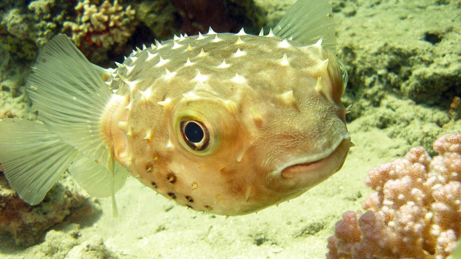 spotbase burrfish