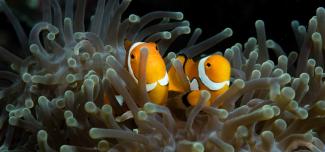 Clownfish pair