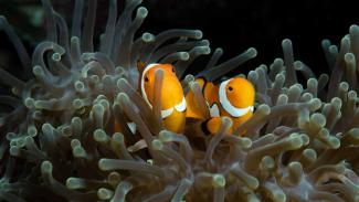 How to photograph a Clownfish