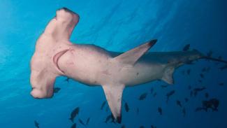 Diving with hammerhead sharks Layang Layang Malaysia