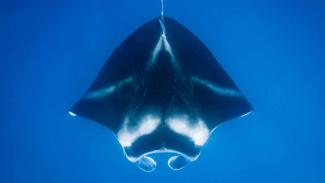 Apo reef diving manta ray