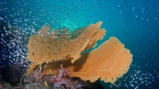 Diving Similan Islands in Thailand