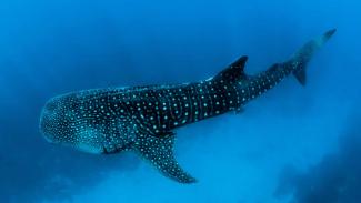 Southern Leyte Whale Sharks