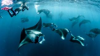 Diving with manta rays in Sangalaki Indonesia