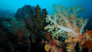 Mergui offers excellent liveaboard diving