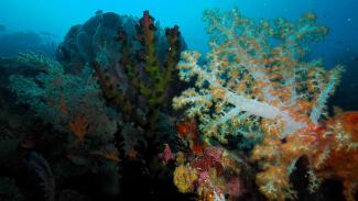 Diving Pulau Weh Indonesia