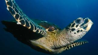 Dive with turtles at Balicasag, Bohol