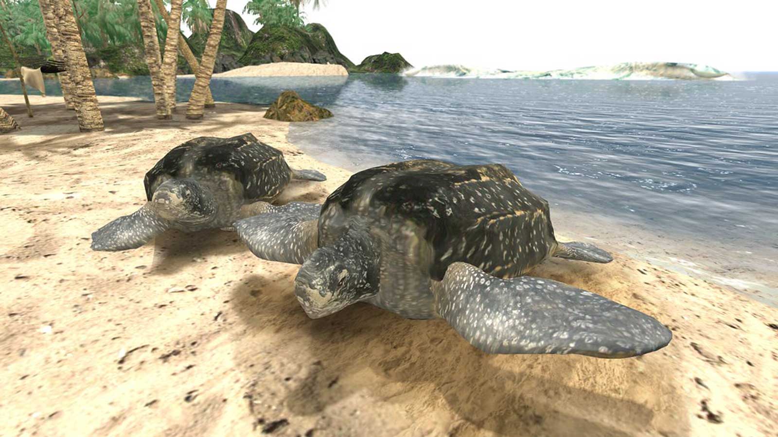 Leatherback turtle