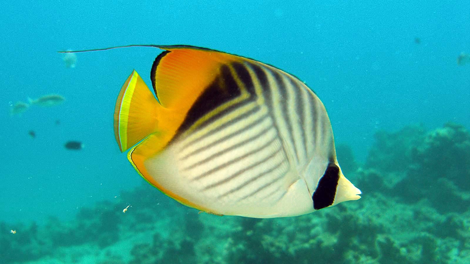 Threadfin Butterflyfish