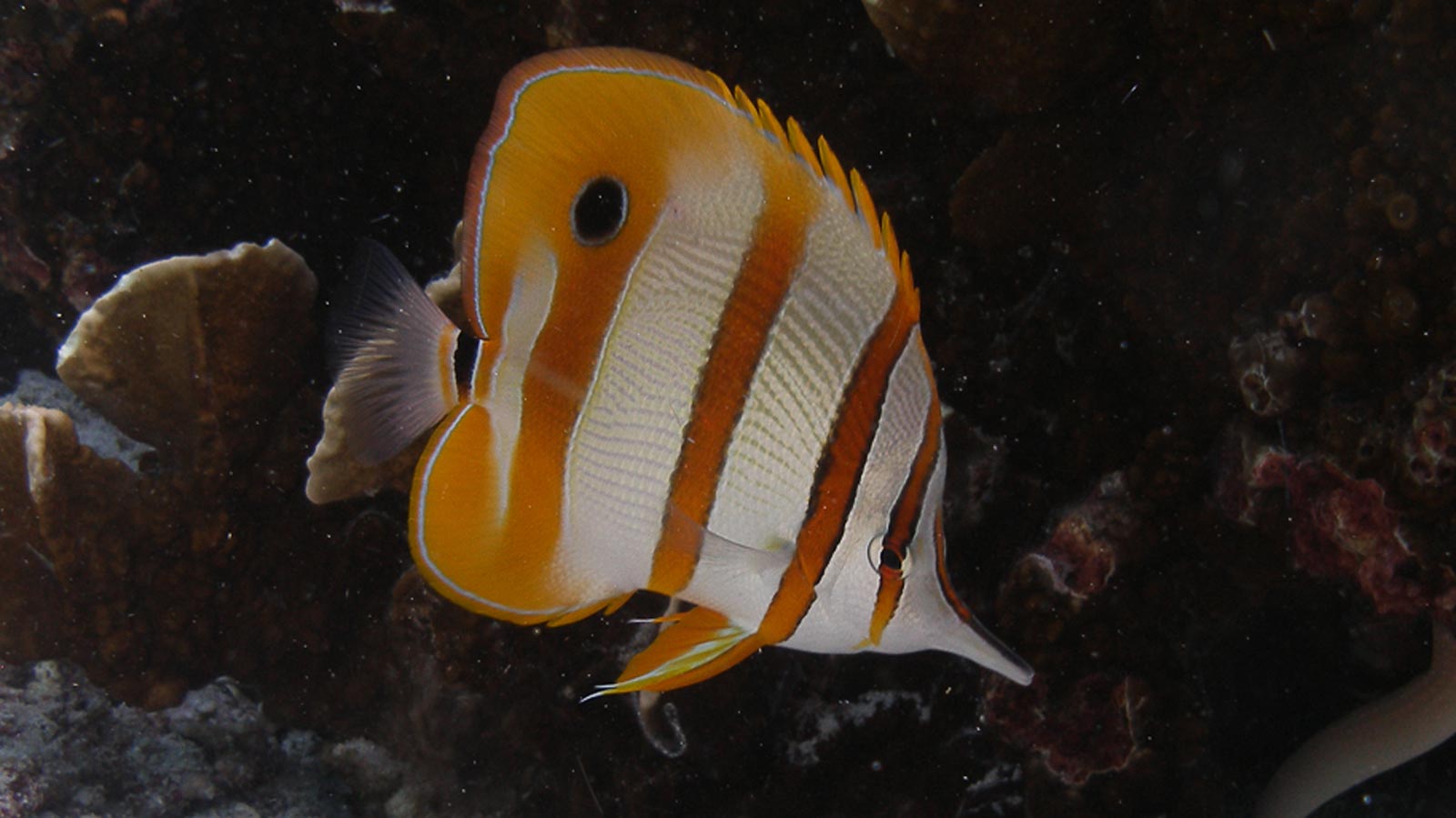 Coral Beaked fish