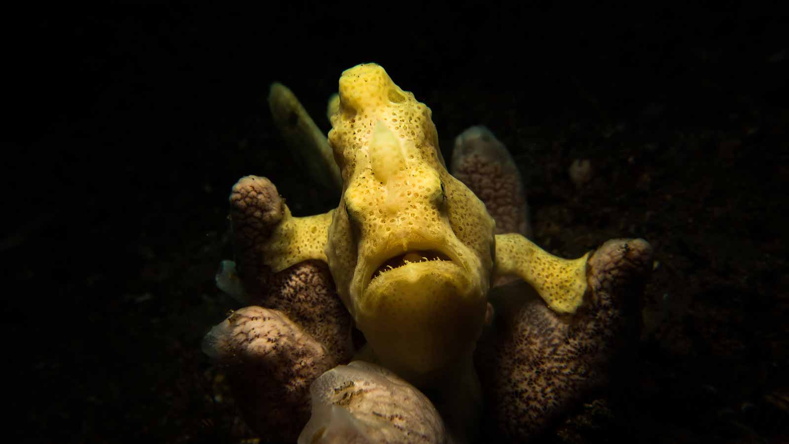 Frogfish