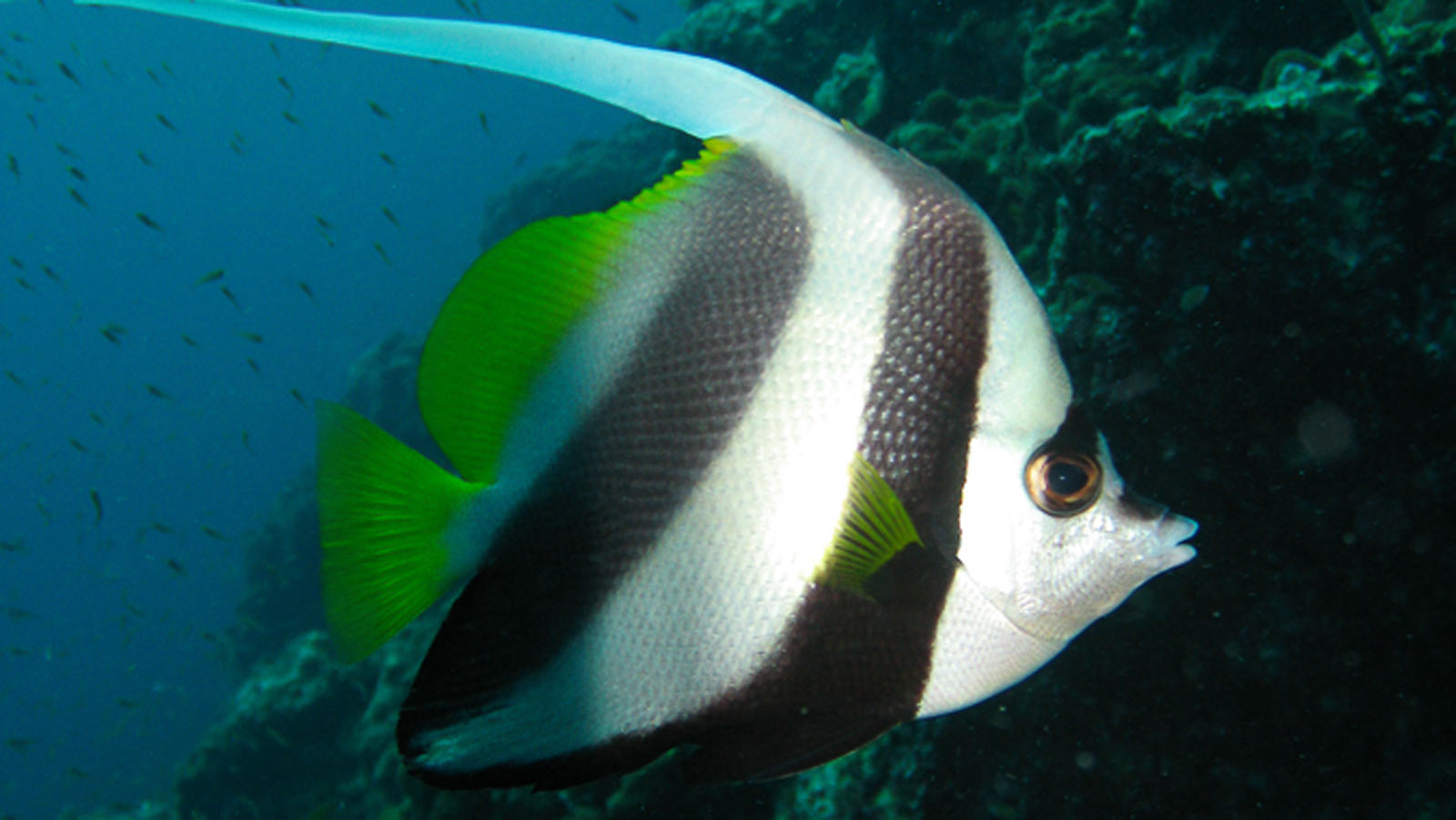 Longfin Bannerfish