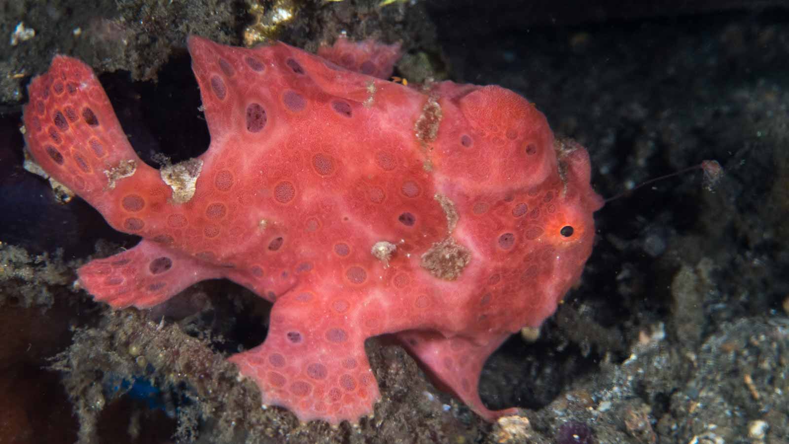 Frogfish