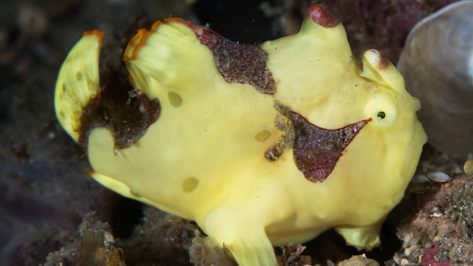 Frogfish