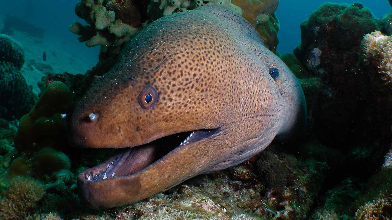 Moray Eel