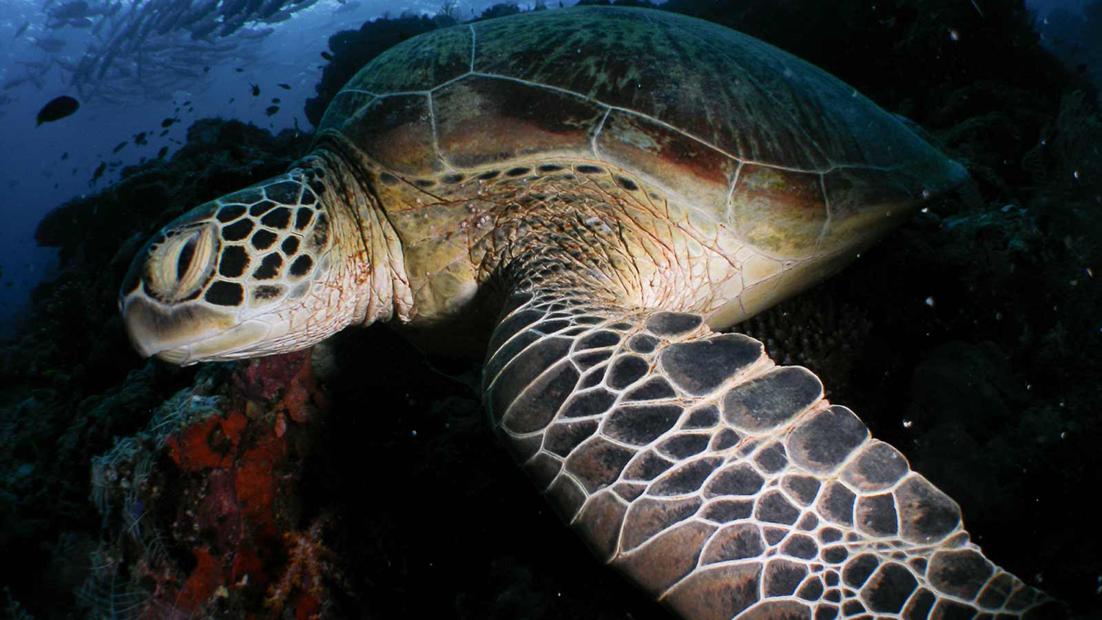 Green turtle