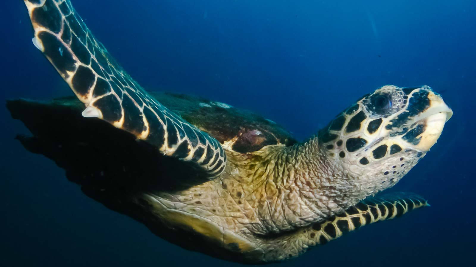 Hawksbill turtle