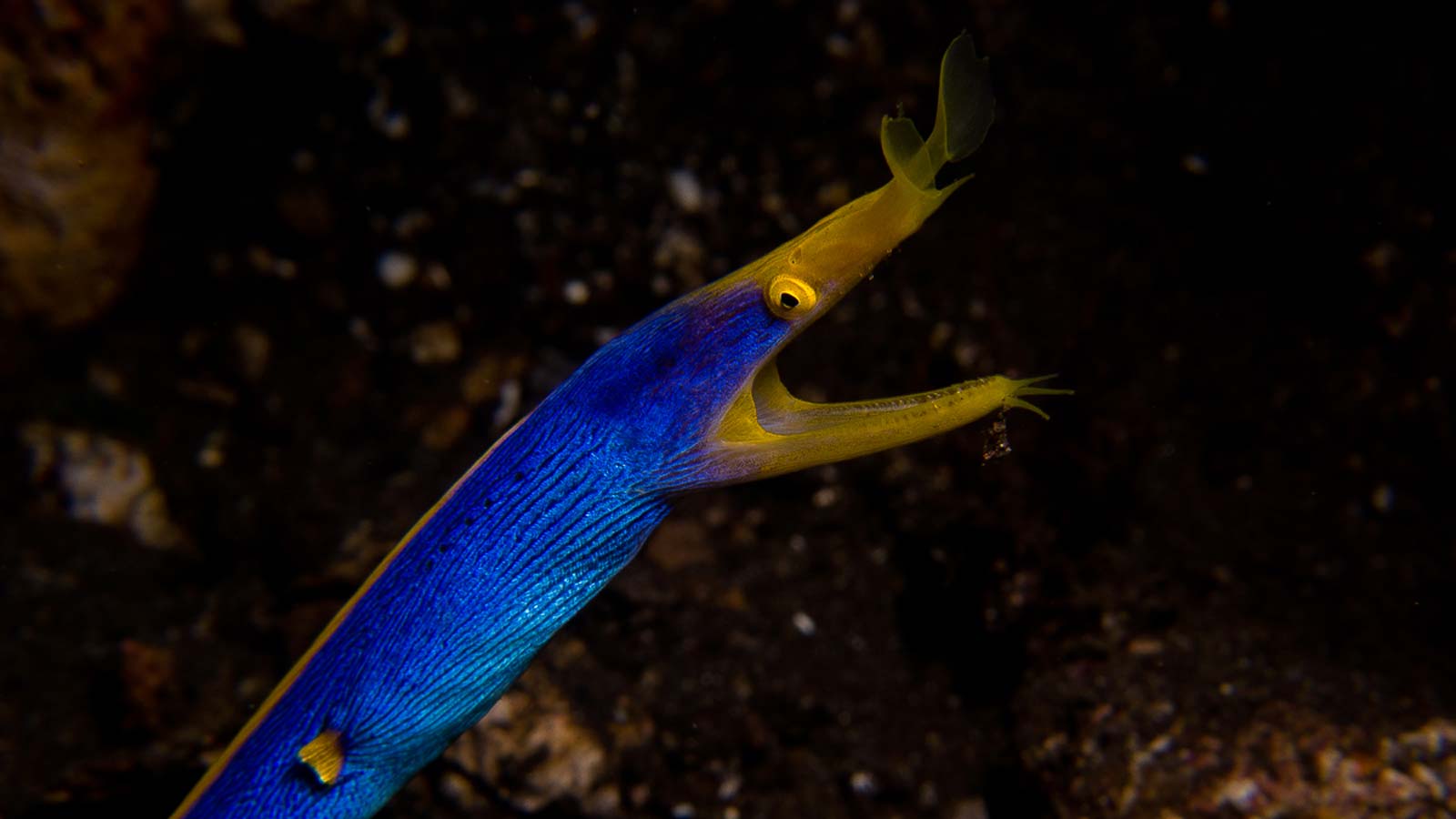 Ribbon eel