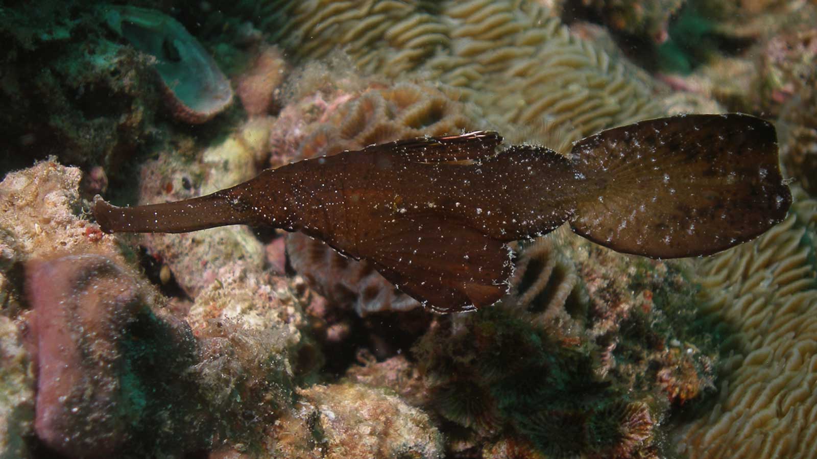 Robust Ghostpipefish