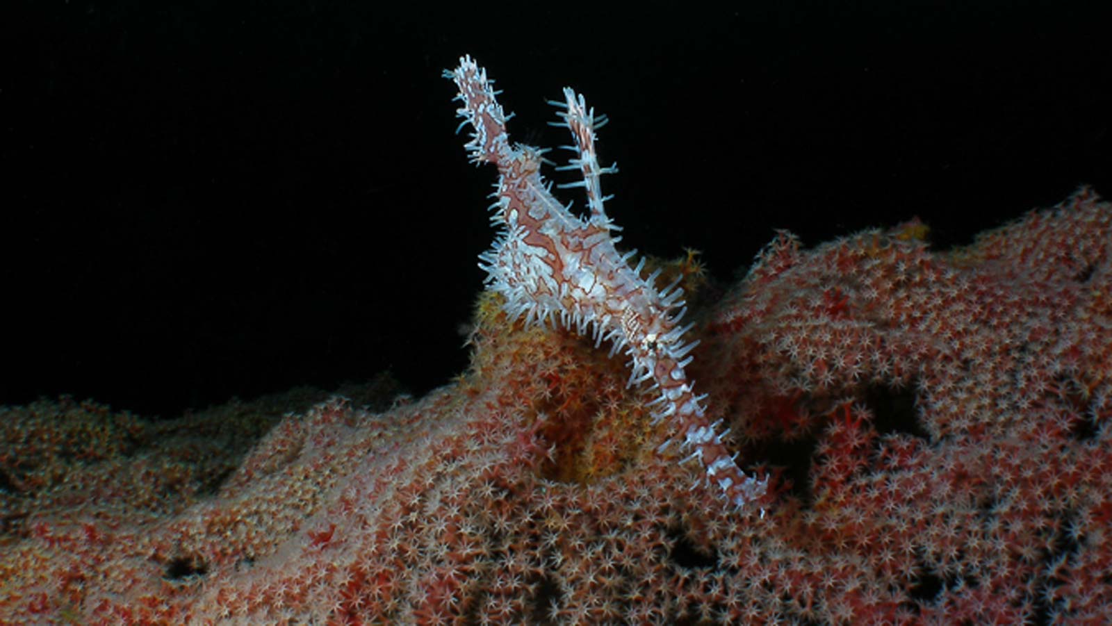 Ornate Ghostpipefish