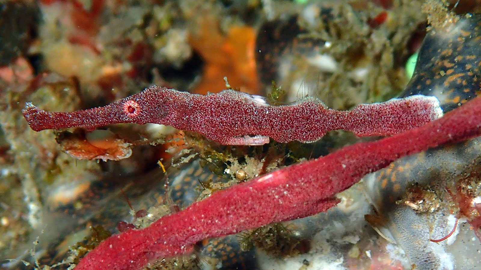 Velvet Ghostpipefish