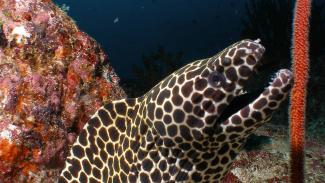 Honeycomb moray