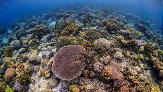 Wakatobi diving has beautiful coral reefs