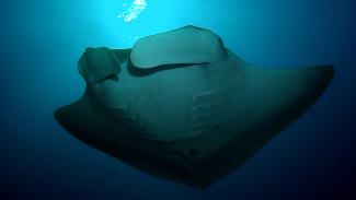 Diving Kavieng for big marine life